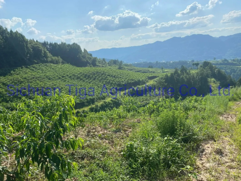 Org&aacute;nico-Nuevo-Sabor-Saludable-Fresco-Dulce-Verano-Joicy-Melocot&oacute;n (11)