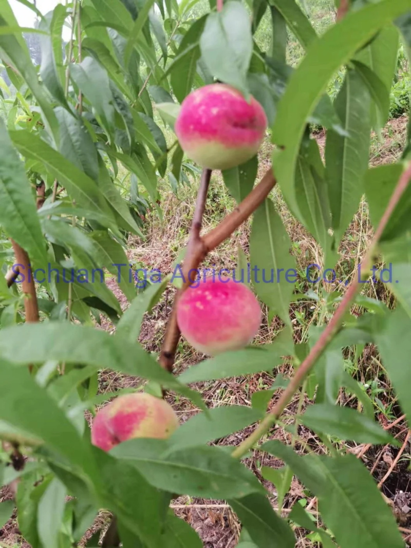 Org&aacute;nico-Nuevo-Sabor-Saludable-Fresco-Dulce-Verano-Joicy-Melocot&oacute;n (7)