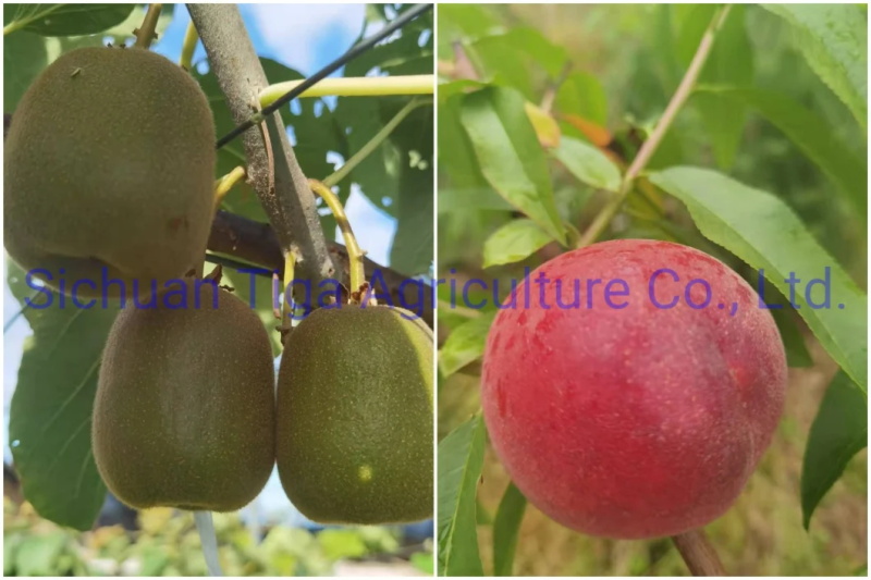 Org&aacute;nico-Nuevo-Sabor-Saludable-Fresco-Dulce-Verano-Joicy-Melocot&oacute;n (10)