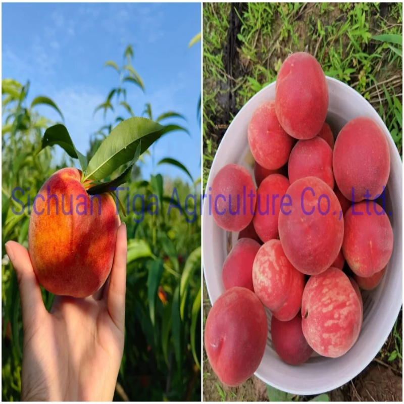 Venta al por mayor-Gran-Forma-Fresco-Delicius-Dulce-Nuevo-Kiwi-Fruta-Kiwi-Berry-y-Actinidia